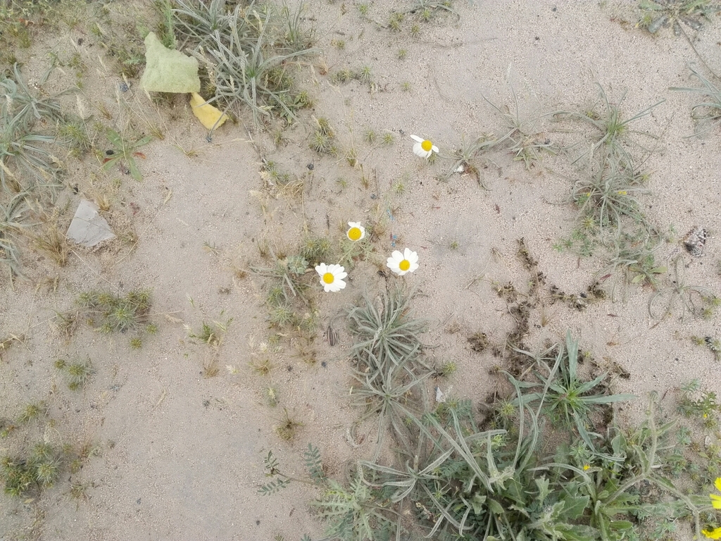 Anthemis deserti (Plants of Saudi Arabia) · iNaturalist