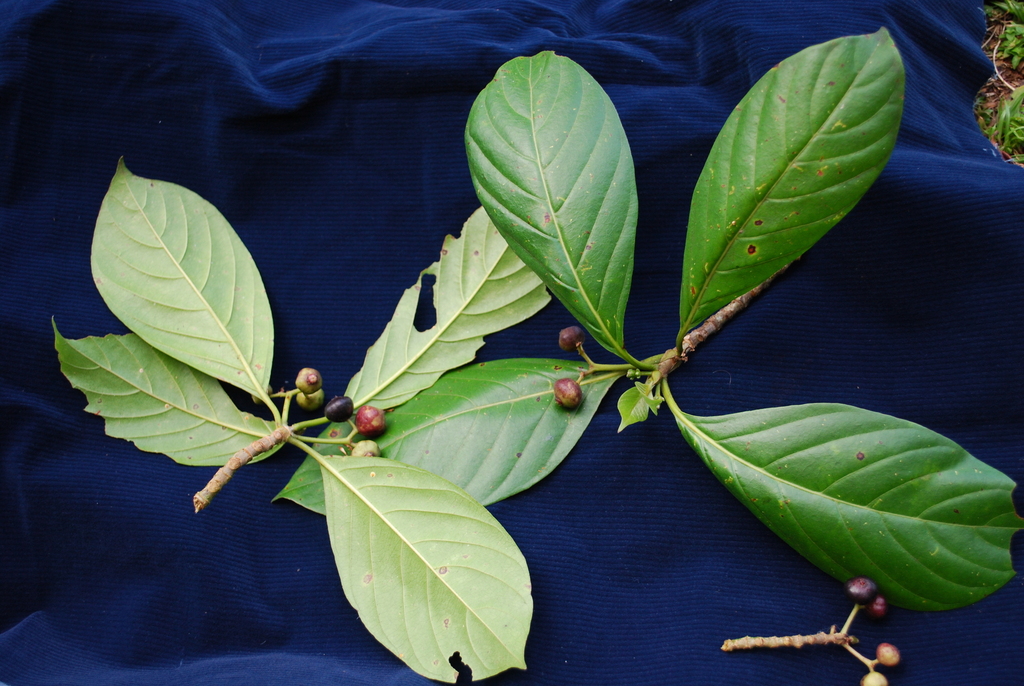Timonius ponapensis
