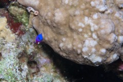 Pseudochromis fridmani