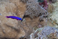 Pseudochromis fridmani