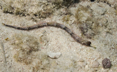 Cosmocampus albirostris