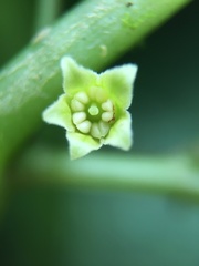 Deprea darcyana