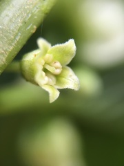 Deprea darcyana