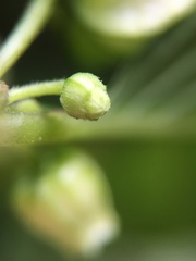Deprea darcyana