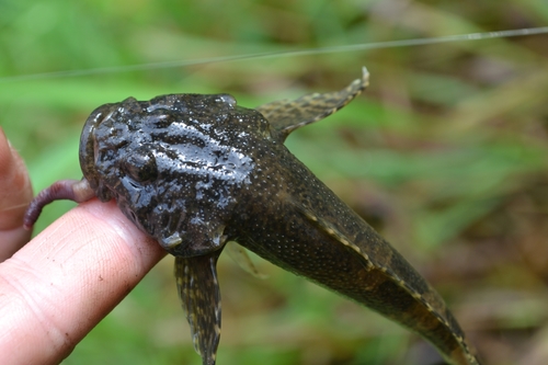 Siberian Sculpin
