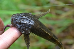 Siberian Sculpin photo 5
