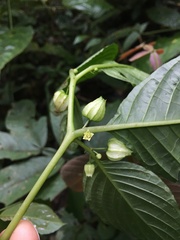 Deprea darcyana