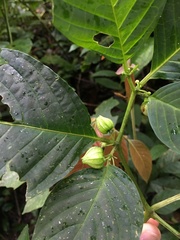 Deprea darcyana