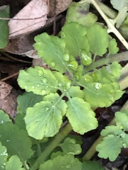 Chelidonium majus