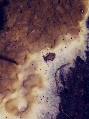 Ptenothrix renateae