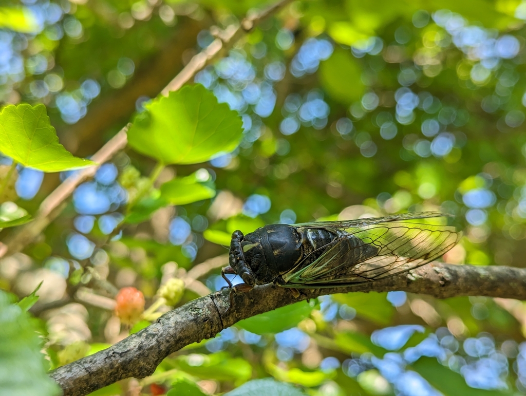 Dog-day Cicadas from Marcellus, NY 13108, USA on July 28, 2023 at 03:51 ...