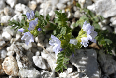 Polemonium pulcherrimum delicatum