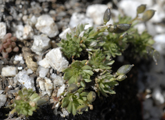 Draba globosa