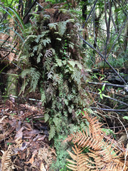 Hymenophyllum frankliniae