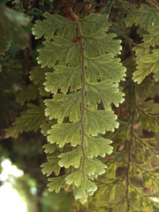 Hymenophyllum frankliniae