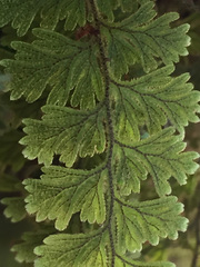 Hymenophyllum frankliniae
