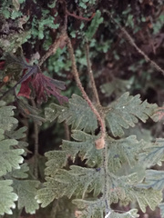 Hymenophyllum frankliniae