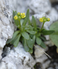Draba albertina
