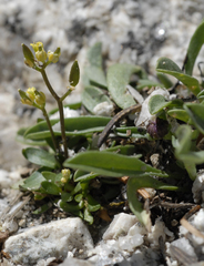 Draba albertina