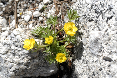 Ranunculus adoneus