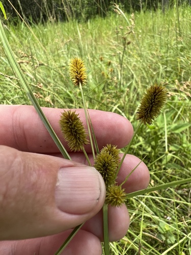 Cyperus ovatus, 2023-08-05
