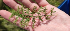 Artemisia rupestris, photograph (c) Yurii Basov, some rights reserved (CC BY)