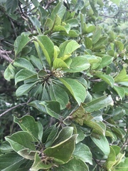 Terminalia phanerophlebia