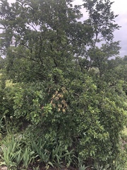 Terminalia phanerophlebia