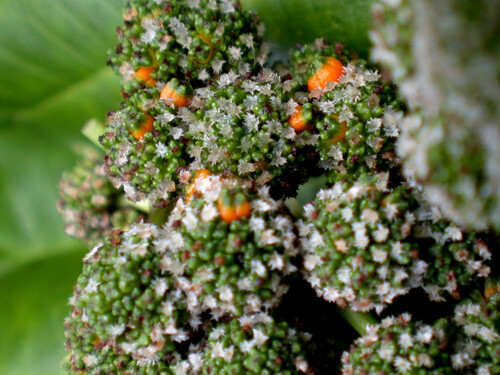 Touchardia latifolia observed 2004-04-28