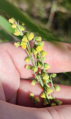Image of Artemisia rupestris by (c) Yurii Basov, some rights reserved (CC BY)