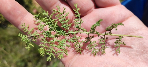 Image of Artemisia rupestris by (c) Yurii Basov, some rights reserved (CC BY)