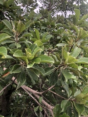 Terminalia phanerophlebia