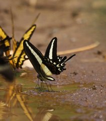 Heraclides hectorides