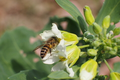 Brassica oleracea albiflora