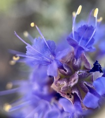 Salvia dorrii var. dorrii