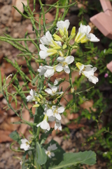 Brassica oleracea albiflora