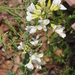 Brassica oleracea albiflora - Photo (c) Sunnetchan,  זכויות יוצרים חלקיות (CC BY-NC-ND), הועלה על ידי Sunnetchan