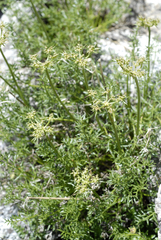 Cymopterus hendersonii