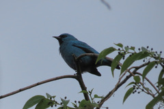 Dacnis nigripes