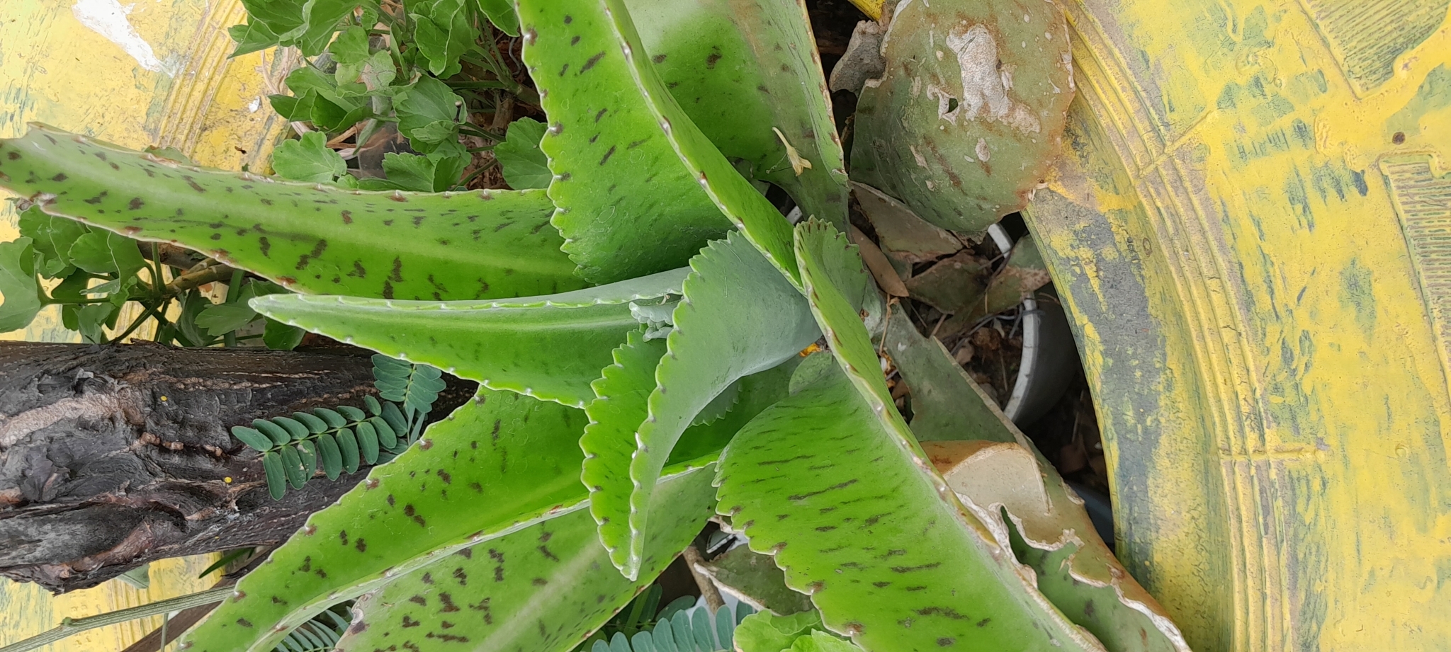 Kalanchoe gastonis-bonnieri image