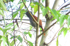 Thamnophilus palliatus