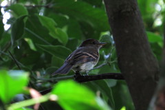 Lathrotriccus euleri