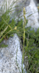 Poa fendleriana fendleriana