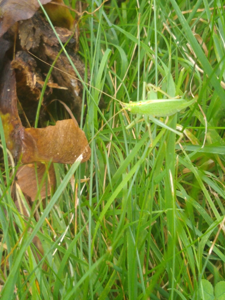Oak Bushcricket from Sawmill Brook Pkwy Spiers Rd, Newton, MA 02459