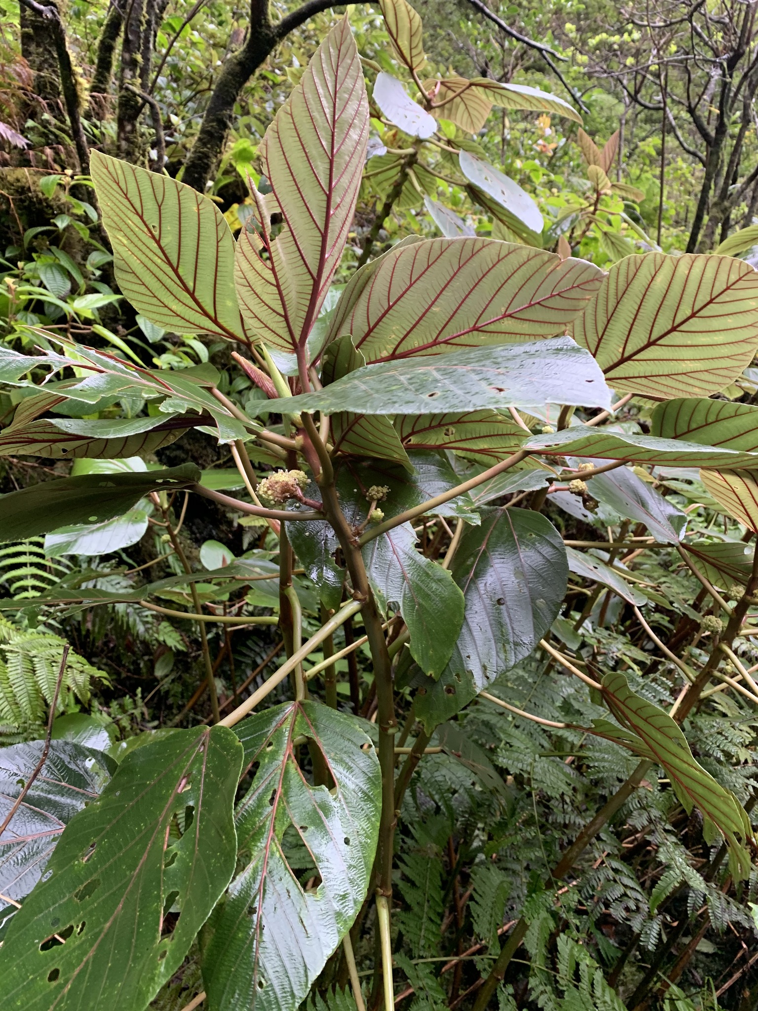 Touchardia