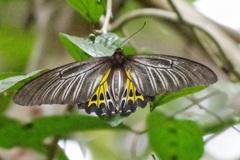 Troides minos