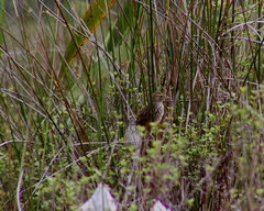 Poodytes punctatus punctatus
