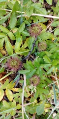 Acaena ovalifolia