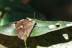Mycalesis junonia