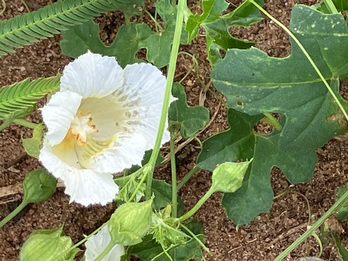 Balsam Apple